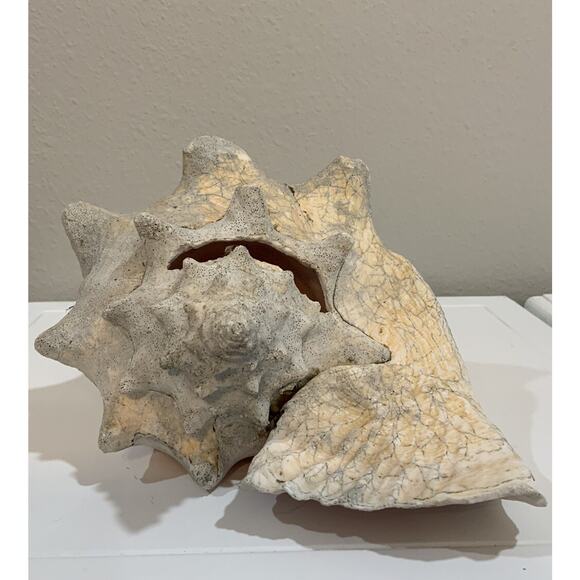 Vtg XLG Natural Conch Sea Shell Seashell Ocean Coastal 10” X 7 3/4” X 5 1/2” - Picture 2 of 7